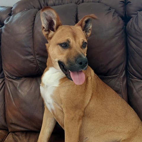 Shelby, an adoptable Shepherd in Ponca City, OK, 74604 | Photo Image 5