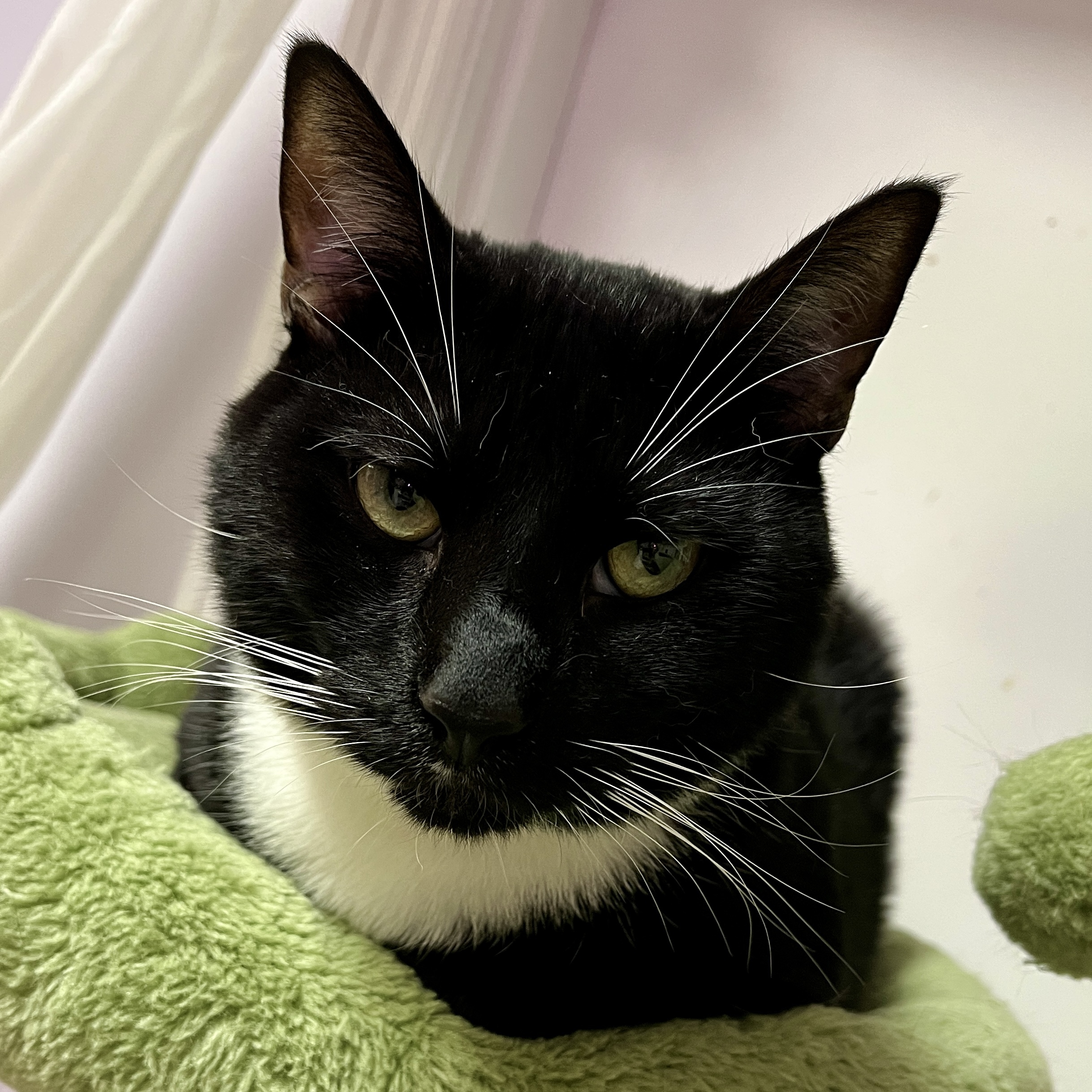 Kiko, an adoptable Domestic Short Hair in Knoxville, TN, 37930 | Photo Image 1