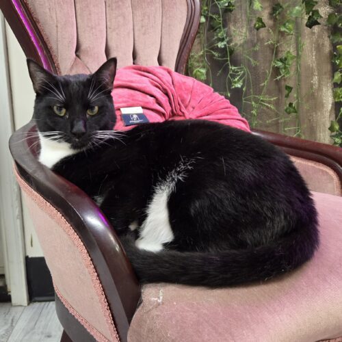 Kiko, an adoptable Domestic Short Hair in Knoxville, TN, 37930 | Photo Image 2