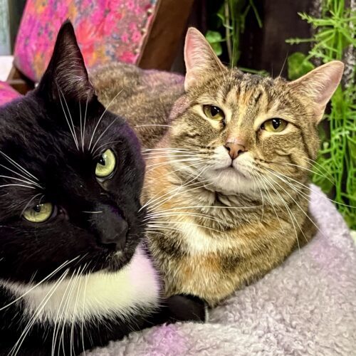 Kiko, an adoptable Domestic Short Hair in Knoxville, TN, 37930 | Photo Image 3