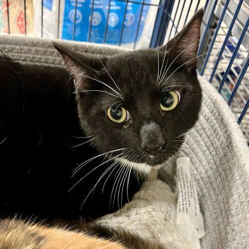 Kiko, an adoptable Domestic Short Hair in Knoxville, TN, 37930 | Photo Image 4