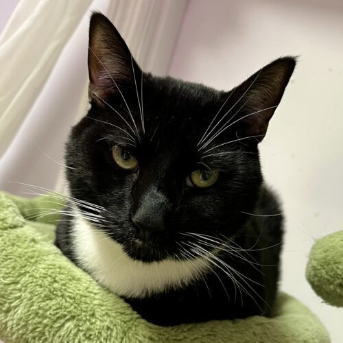 Kiko, an adoptable Domestic Short Hair in Knoxville, TN, 37930 | Photo Image 5