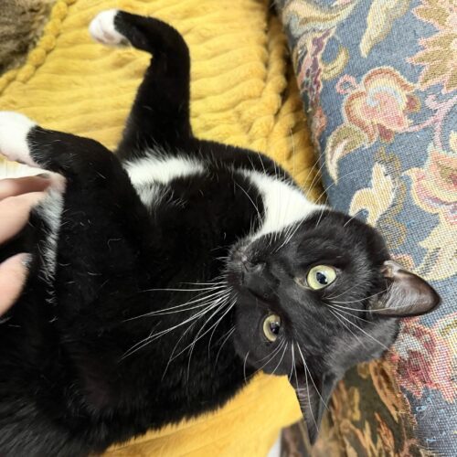 Kiko, an adoptable Domestic Short Hair in Knoxville, TN, 37930 | Photo Image 5
