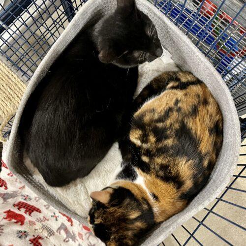 Kiko, an adoptable Domestic Short Hair in Knoxville, TN, 37930 | Photo Image 6