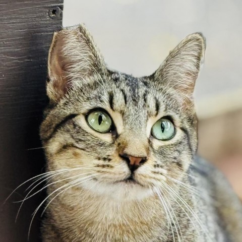 Fliss, an adoptable Domestic Short Hair in Redwood Valley, CA, 95470 | Photo Image 1