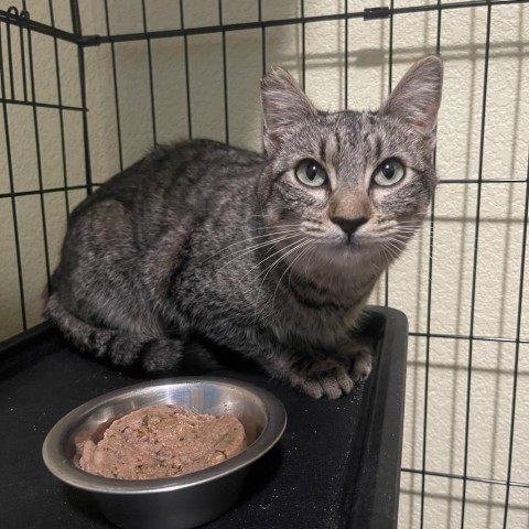 Fliss, an adoptable Domestic Short Hair in Redwood Valley, CA, 95470 | Photo Image 2