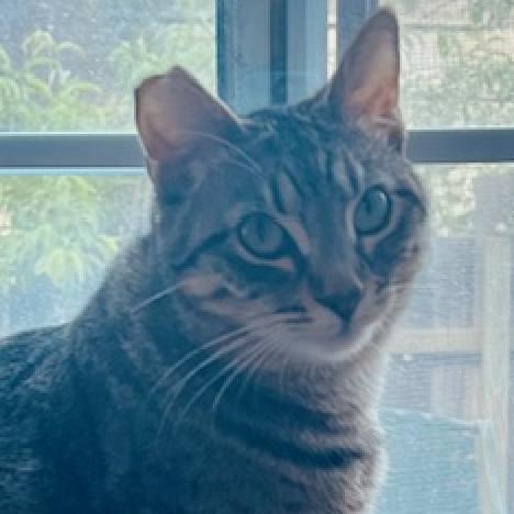 Fliss, an adoptable Domestic Short Hair in Redwood Valley, CA, 95470 | Photo Image 2