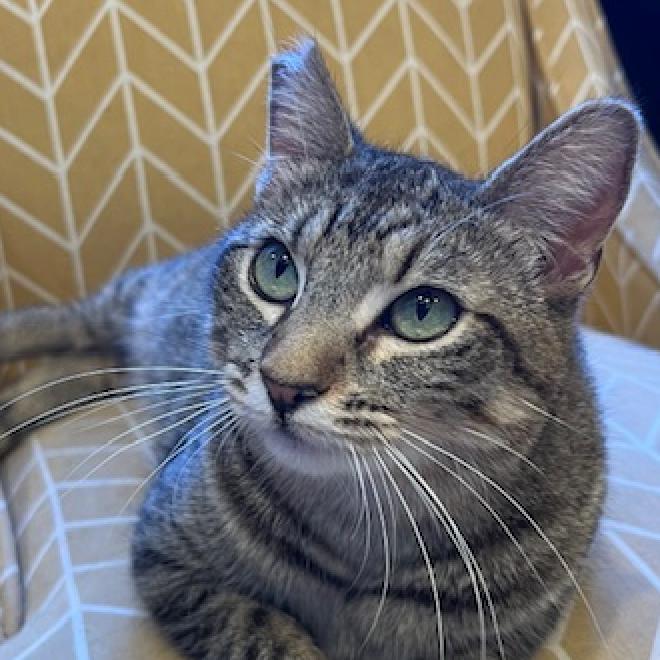 Fliss, an adoptable Domestic Short Hair in Redwood Valley, CA, 95470 | Photo Image 3