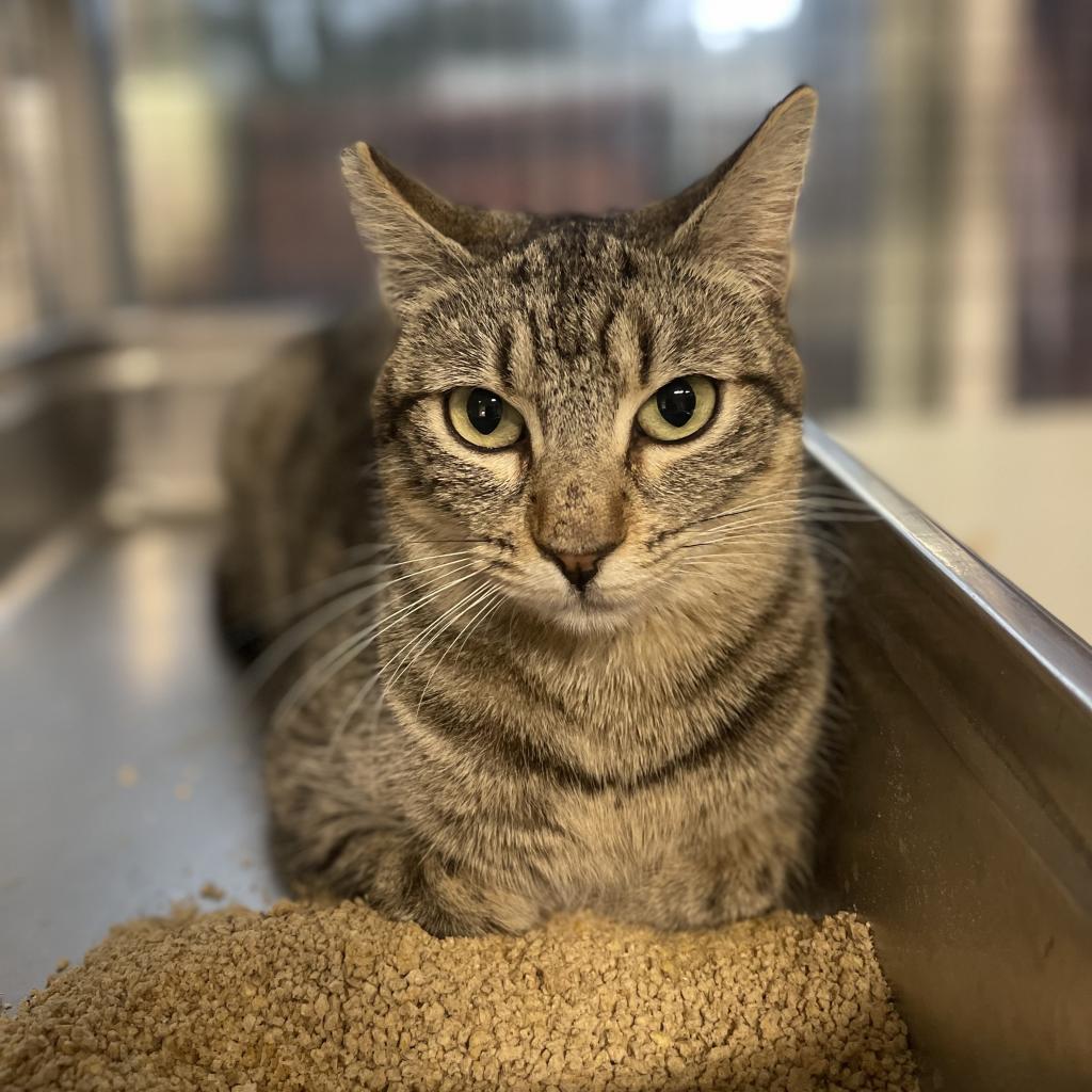 Fliss, an adoptable Domestic Short Hair in Redwood Valley, CA, 95470 | Photo Image 4