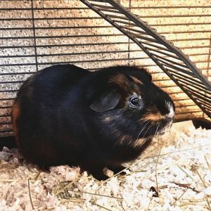 Howdy there folks- were Finn  Teddy a bonded pair of 2 12 year old male guinea pigs We are