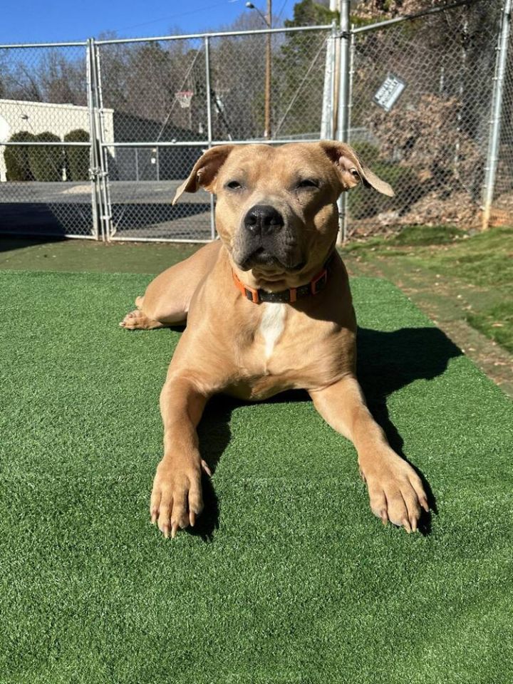 Pitbull rescue hot sale charlotte nc