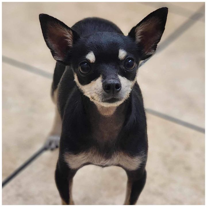 Chandler , an adopted Chihuahua in Clovis, CA_image-1