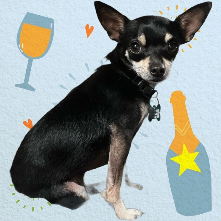 Chandler , an adopted Chihuahua in Clovis, CA_image-4