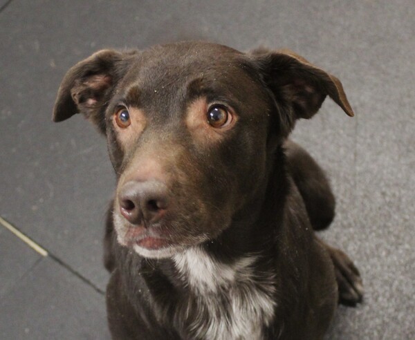 Dog for adoption - Poppy 40710, a Labrador Retriever Mix in Pocatello ...