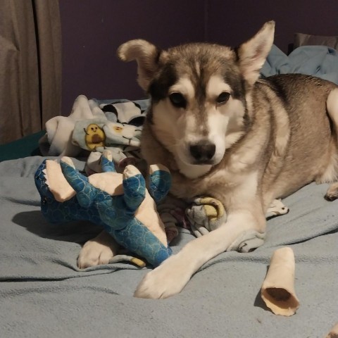 Ollie, an adoptable Husky in Detroit Lakes, MN, 56501 | Photo Image 1