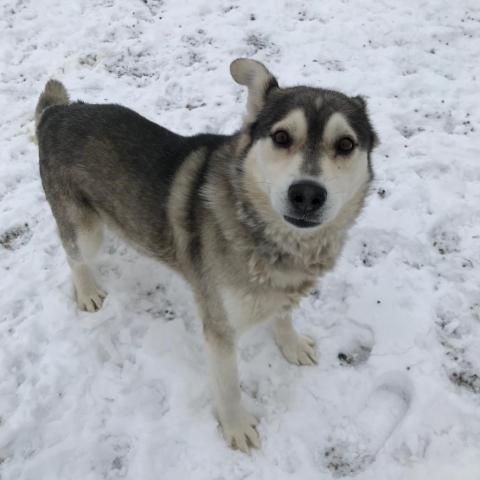 Ollie, an adoptable Husky in Detroit Lakes, MN, 56501 | Photo Image 2