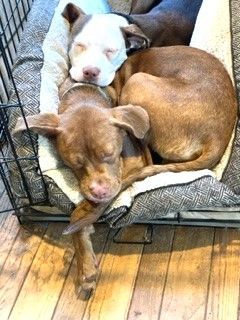 Sully and Sage Adopted together or separetely 