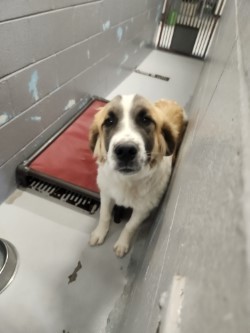 Dog for adoption 85801 a Saint Bernard Mix in Nogales AZ