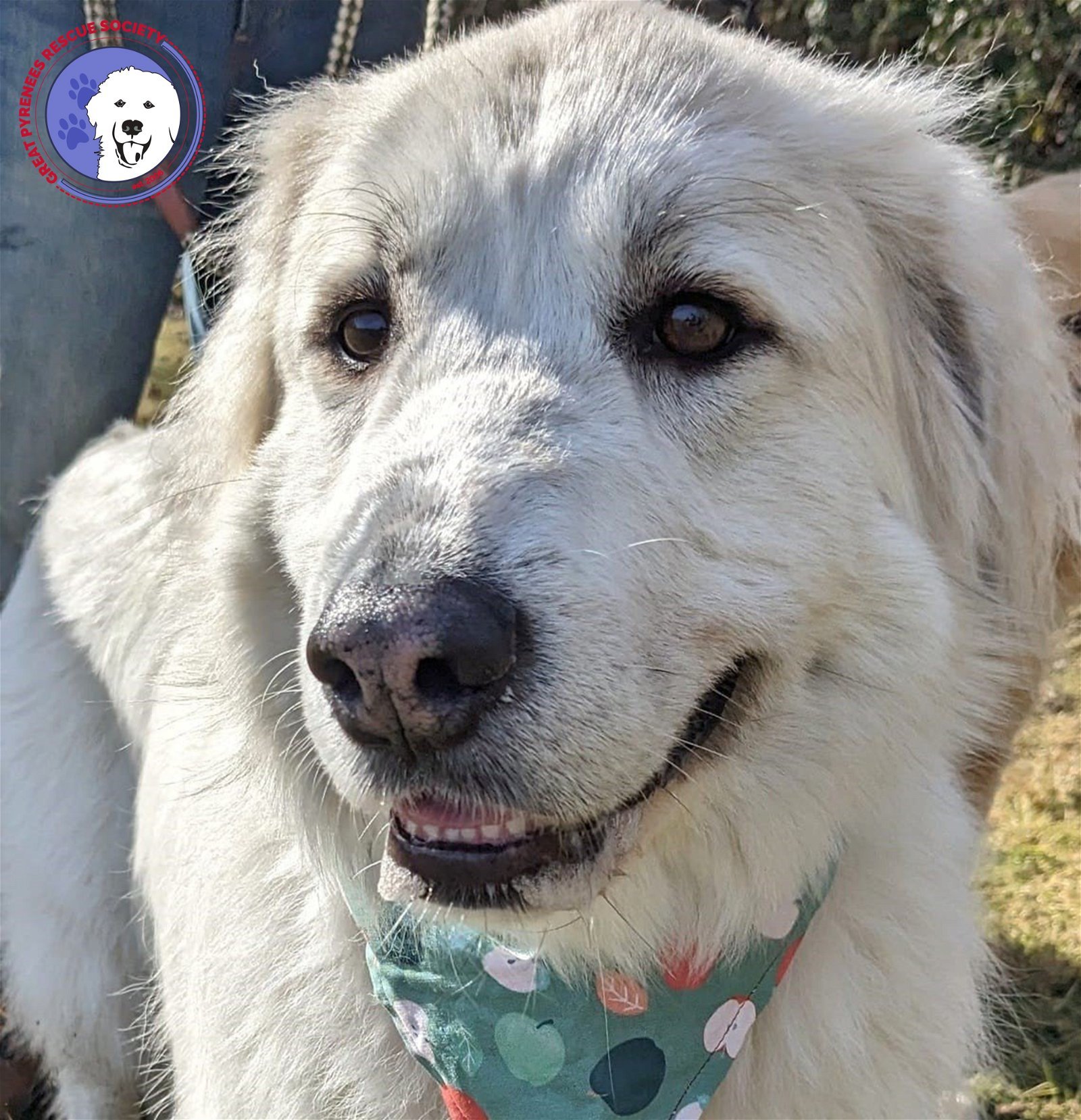 Izzy, an adoptable Great Pyrenees in Oakland, OR, 97462 | Photo Image 1