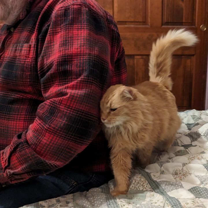 Cat for adoption Marmalade (FCID 10/31/202310) C, a Domestic Long