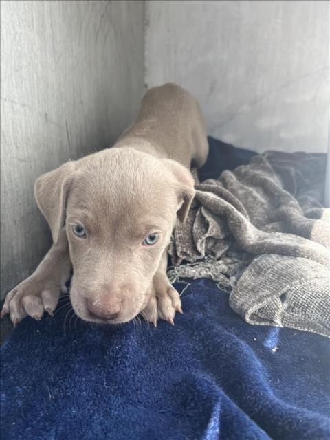 Weimaraner petfinder store