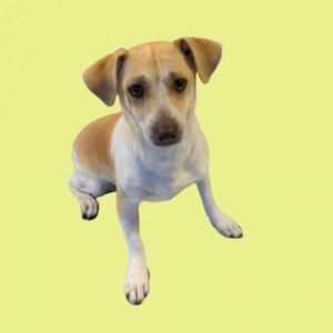 Adopt TUSC-Stray-tu519 a Jack Russell Terrier | Male Jack Russell ...