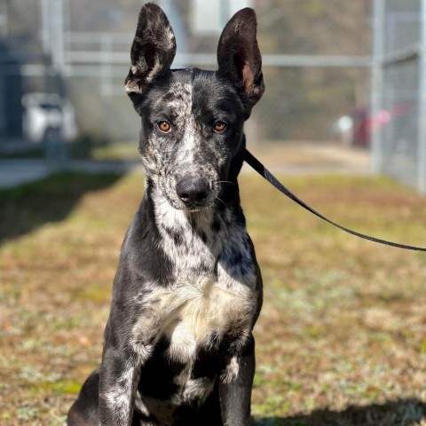 Seamus, an adoptable Catahoula Leopard Dog, Mixed Breed in Wadena, MN, 56482 | Photo Image 5