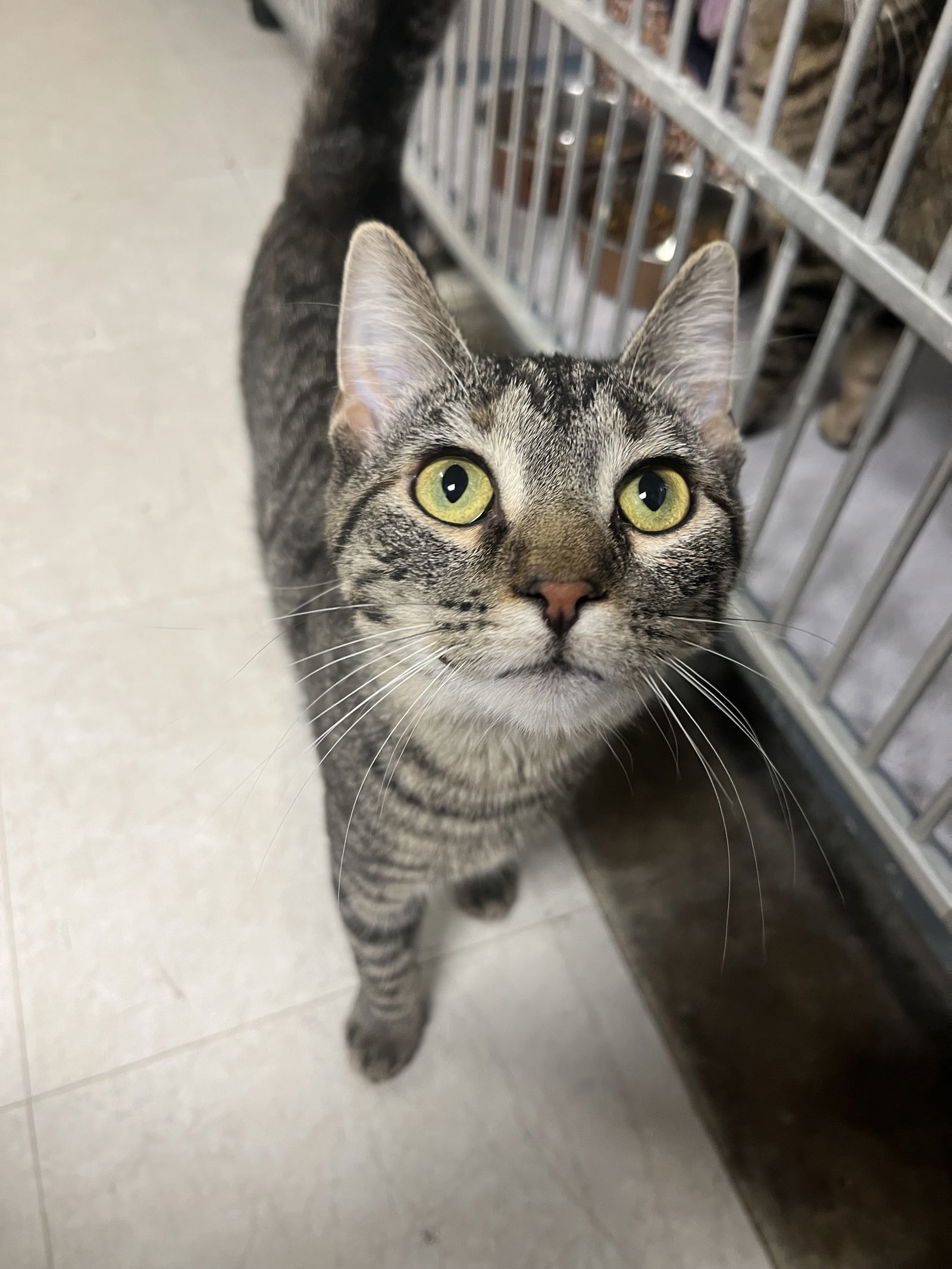 Sparkle, an adoptable Domestic Short Hair in Cedar Rapids, IA, 52405 | Photo Image 1