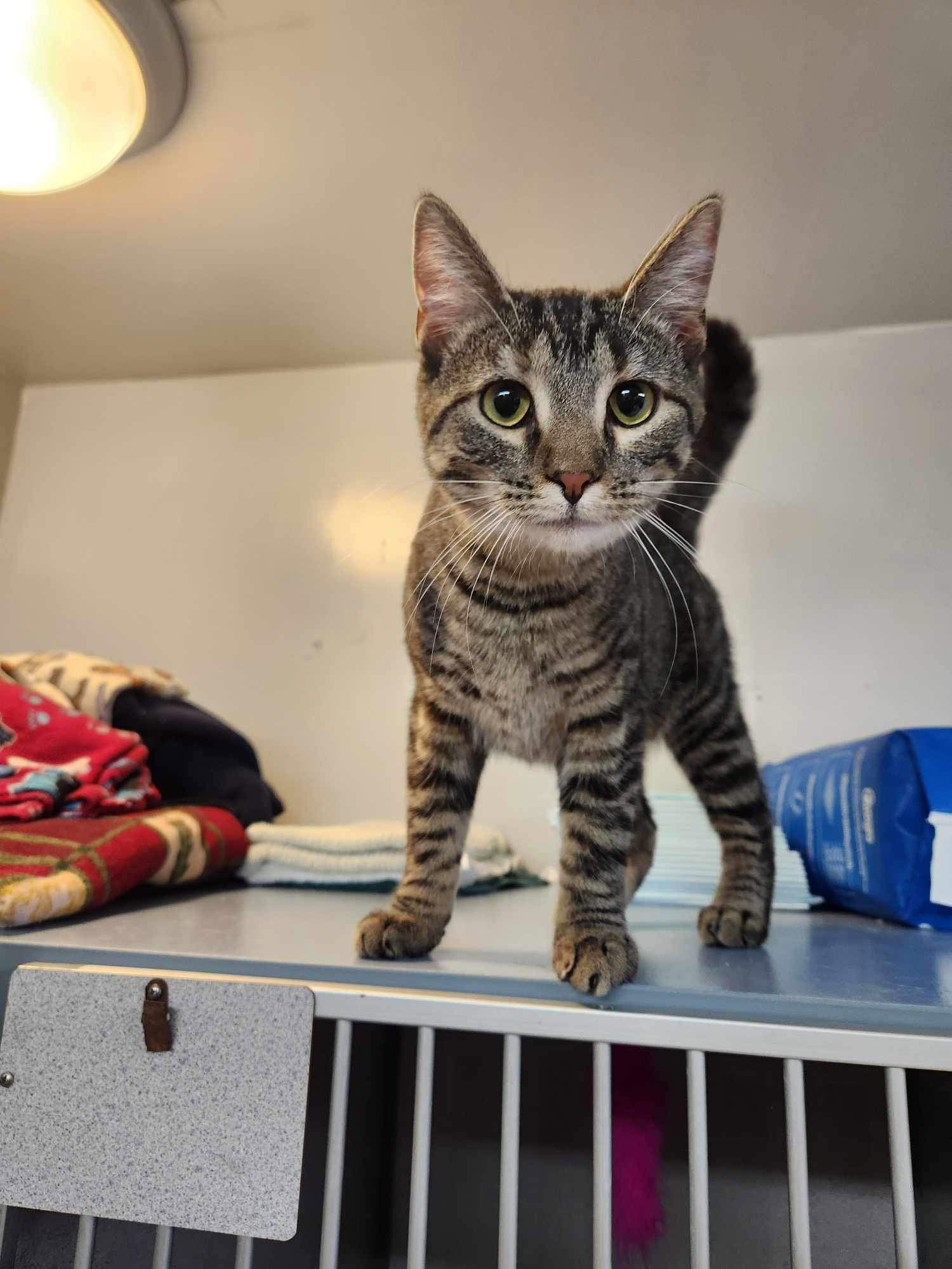 Sparkle, an adoptable Domestic Short Hair in Cedar Rapids, IA, 52405 | Photo Image 2