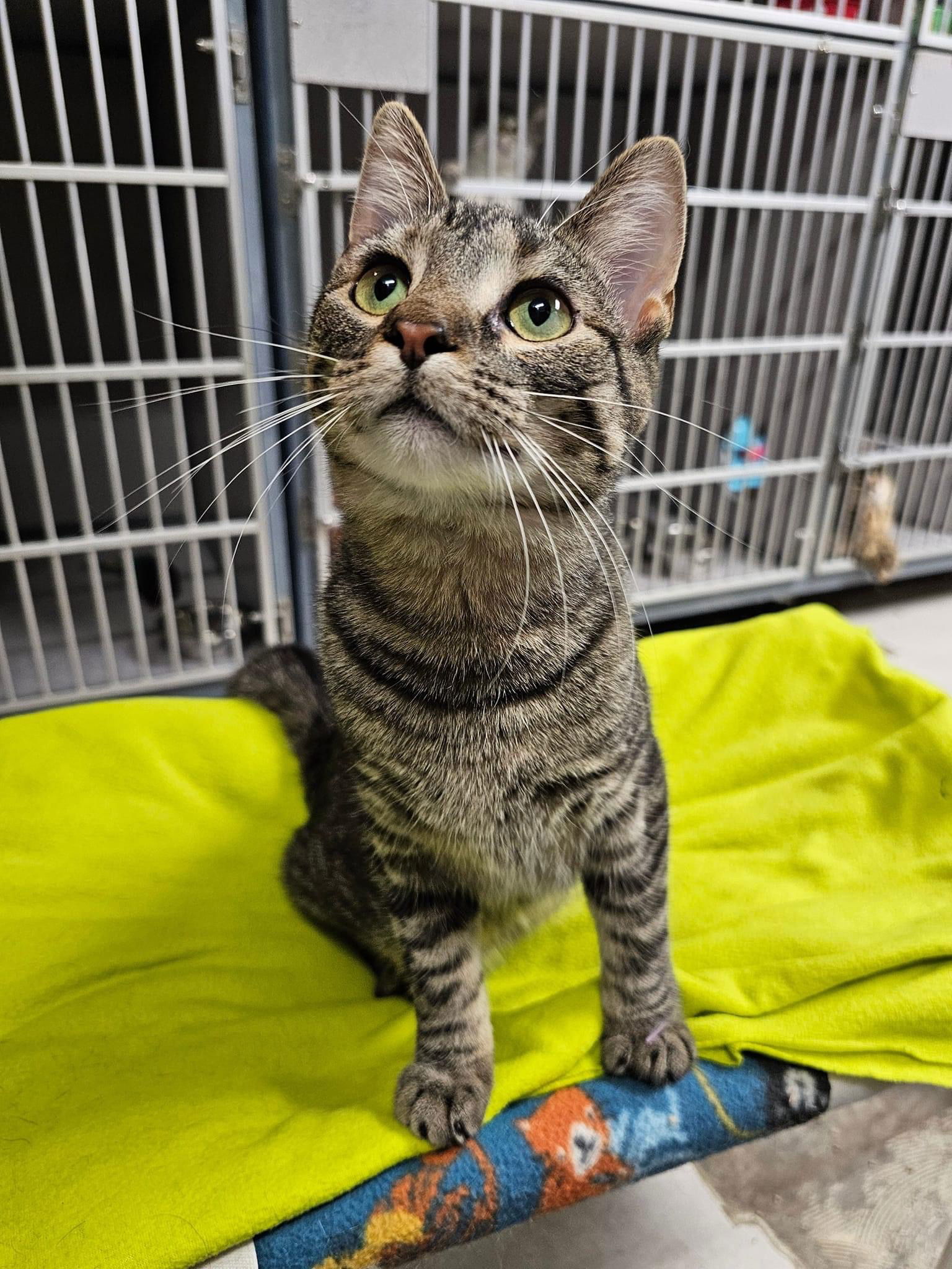 Sparkle, an adoptable Domestic Short Hair in Cedar Rapids, IA, 52405 | Photo Image 3