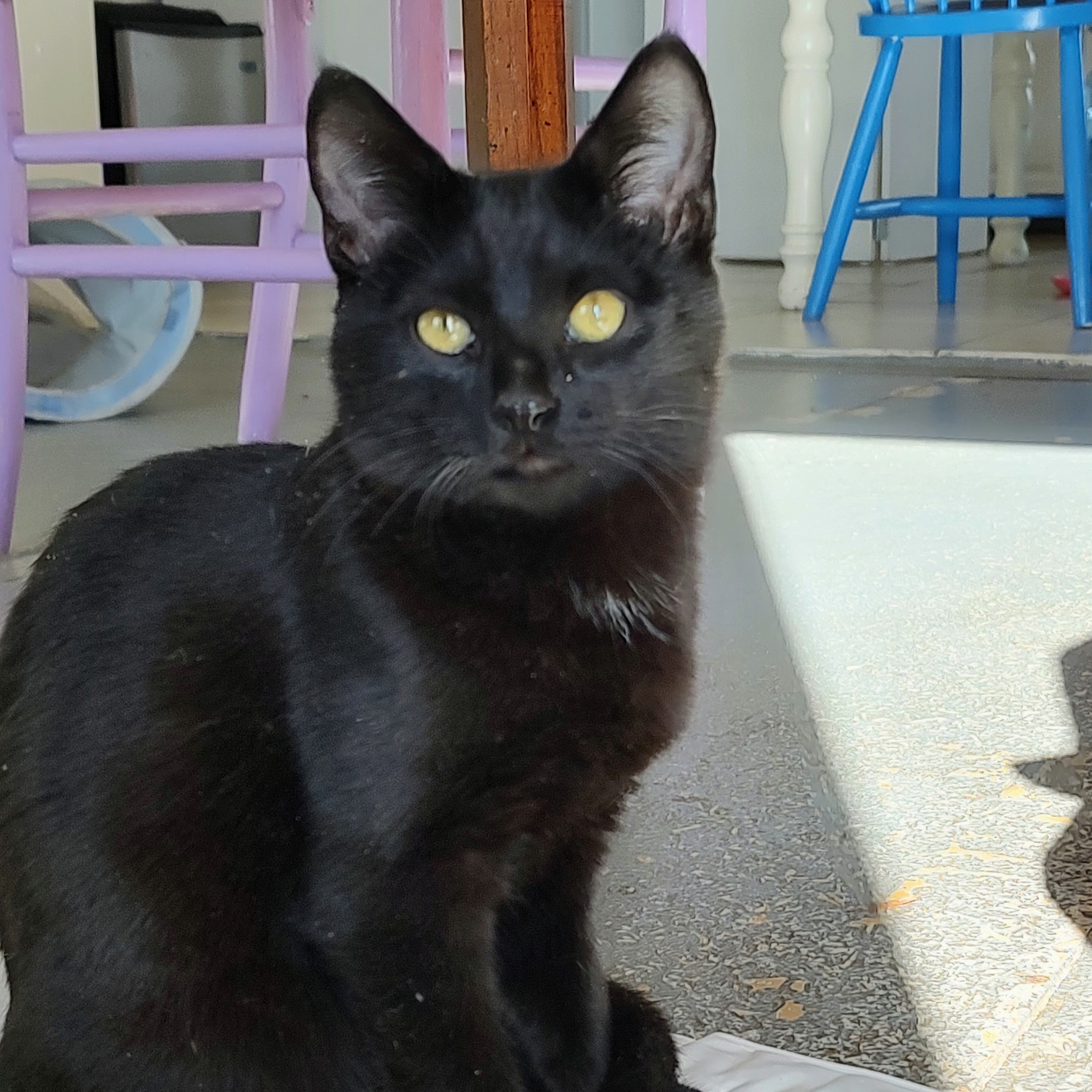 Hoagie, an adoptable Domestic Short Hair in Santa Fe, NM, 87501 | Photo Image 1