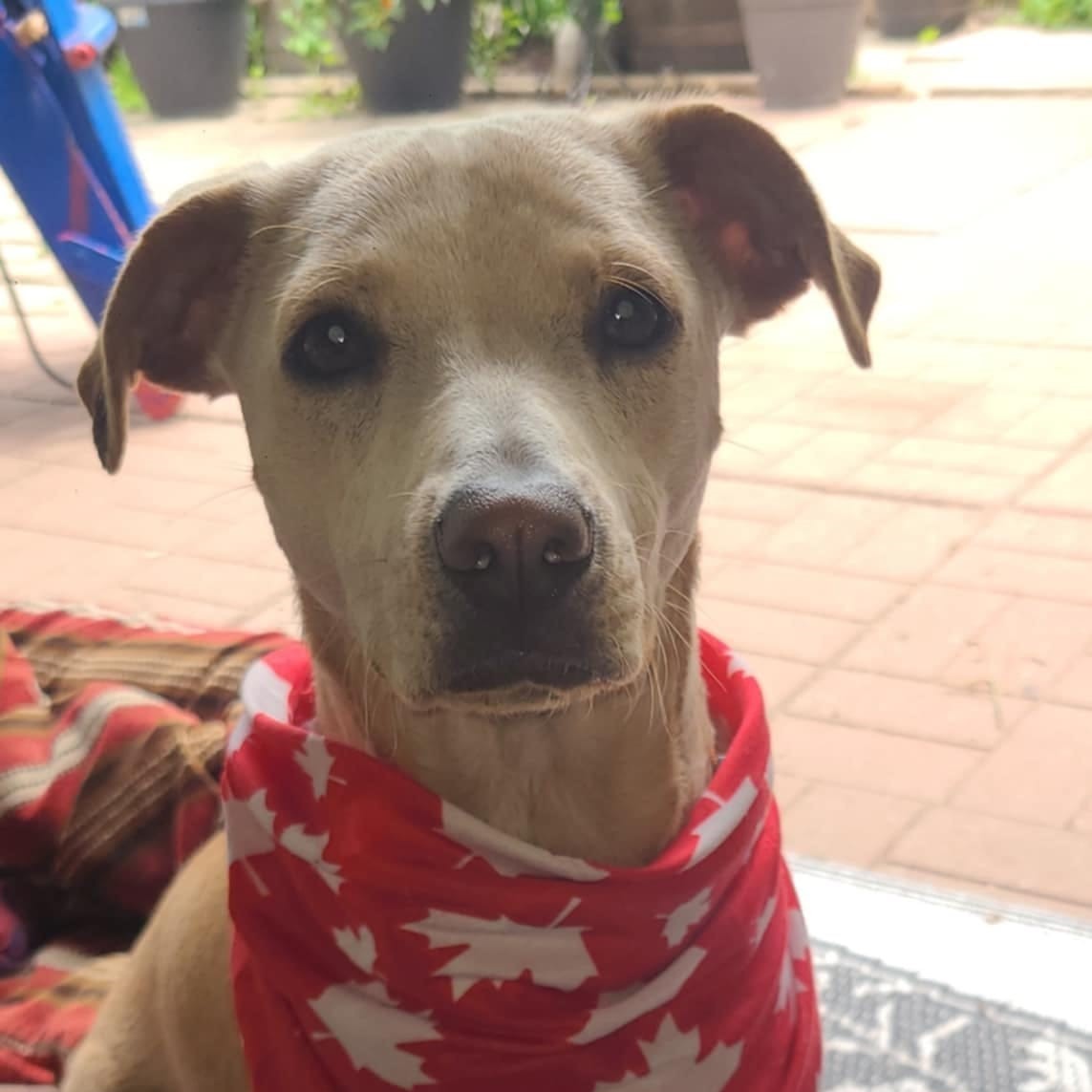 Olivia, an adoptable Labrador Retriever, Mixed Breed in King City, ON, L7B 1K5 | Photo Image 1