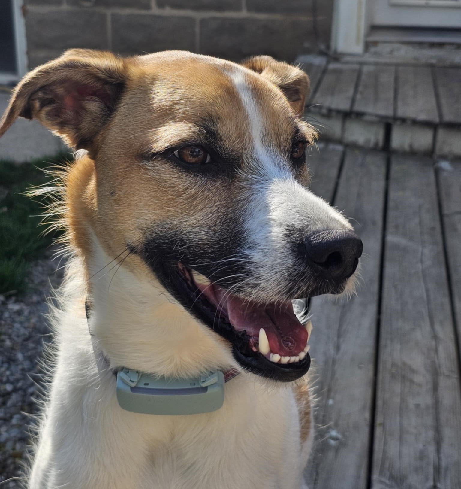 Thelma, an adoptable Mixed Breed in King City, ON, L7B 1K5 | Photo Image 1