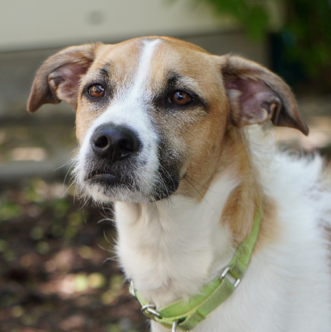 Thelma, an adoptable Mixed Breed in King City, ON, L7B 1K5 | Photo Image 1