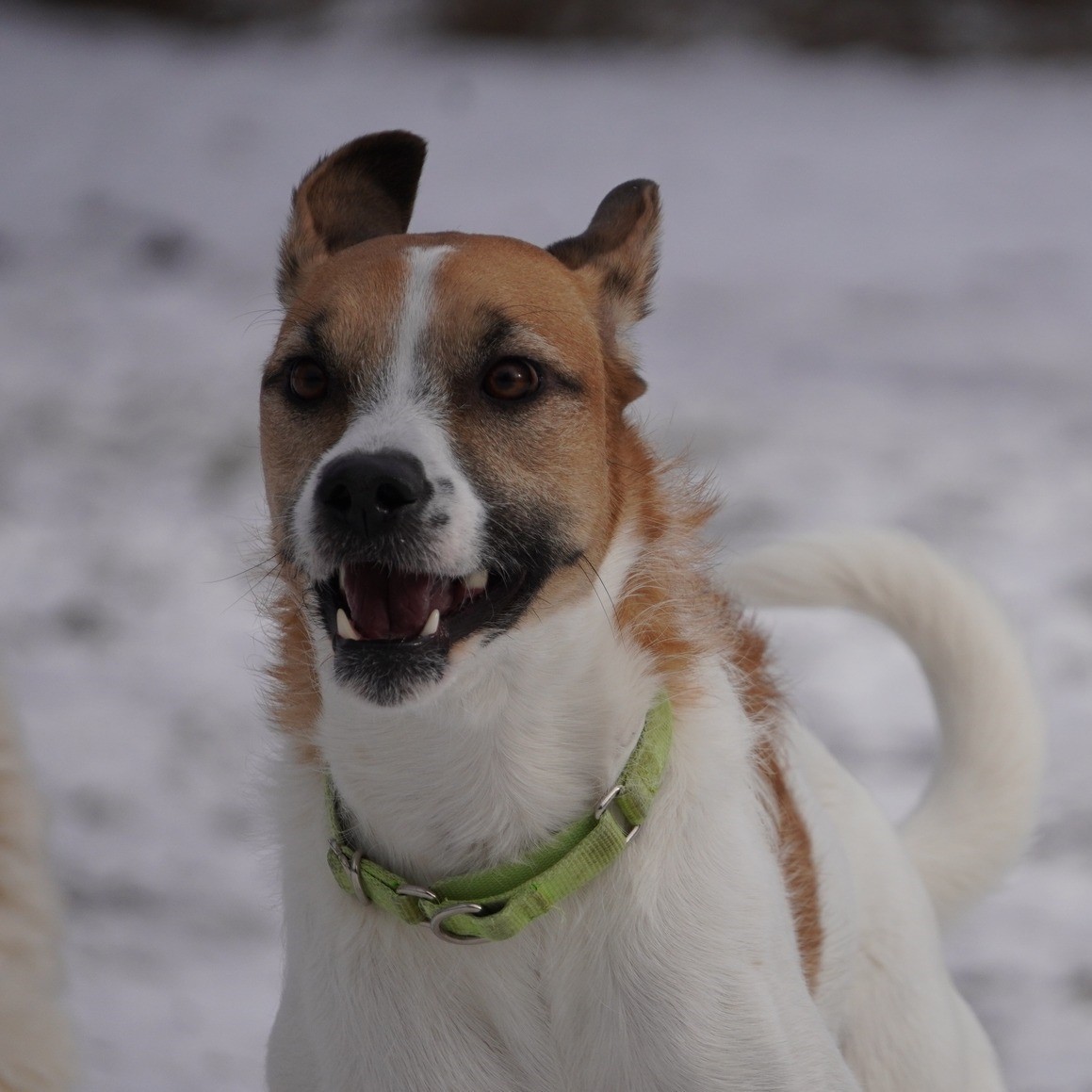 Thelma, an adoptable Mixed Breed in King City, ON, L7B 1K5 | Photo Image 1