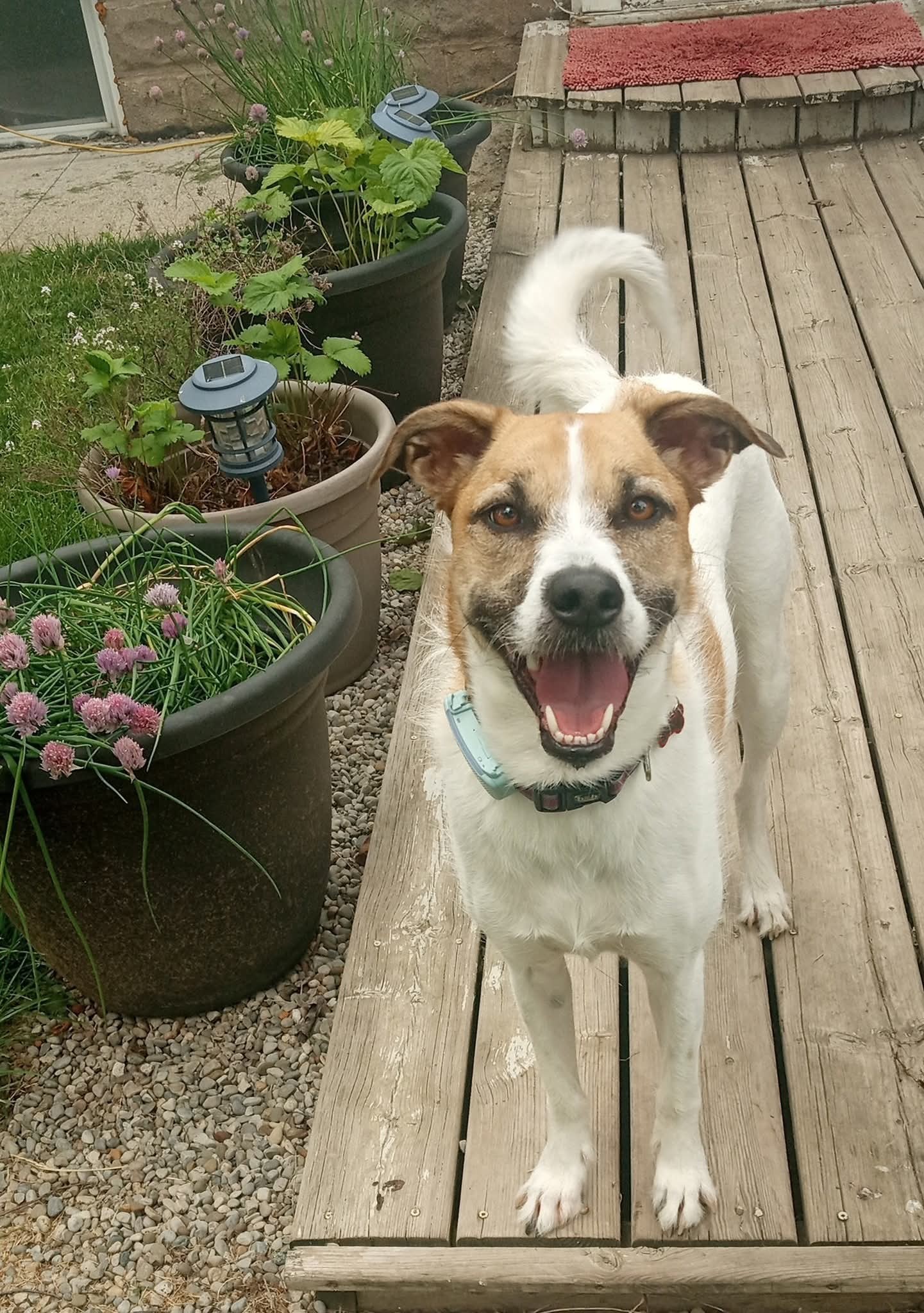 Thelma, an adoptable Mixed Breed in King City, ON, L7B 1K5 | Photo Image 1