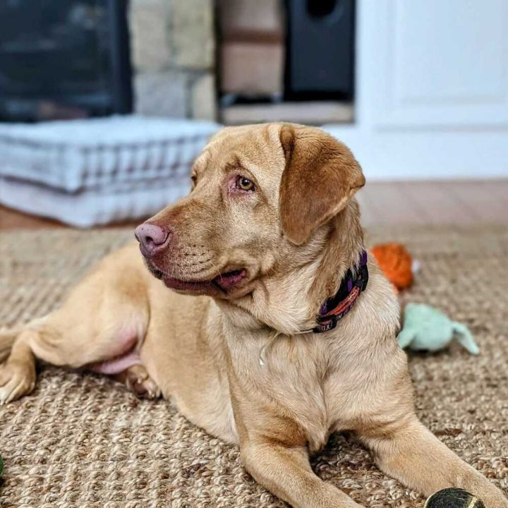 Dog for adoption - Butter Pecan, a Labrador Retriever & Portuguese Podengo  Mix in New Milford, CT