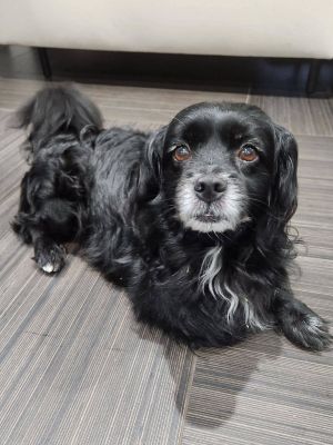 Coastal cocker hot sale spaniel rescue