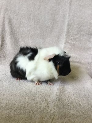 Beanie, Adult Male unknown
