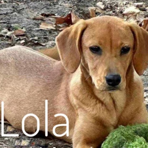 Lola, an adoptable Labrador Retriever in Rockville, MD_image-6