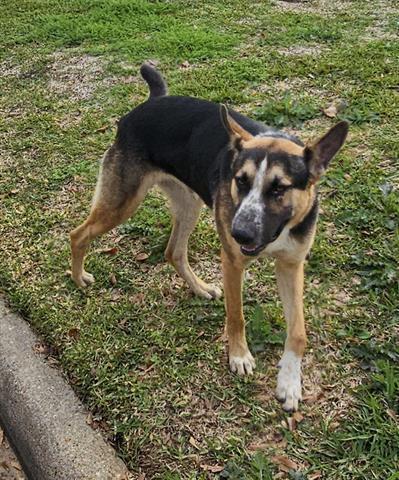 Dog for adoption - WAFFLES, a German Shepherd Dog Mix in Pasadena, TX ...
