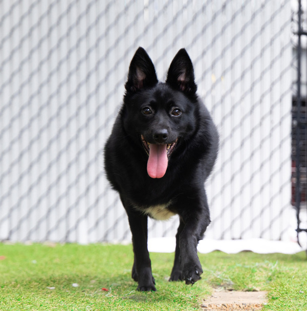 Jack, an adoptable Schipperke in San Diego, CA, 92110 | Photo Image 1