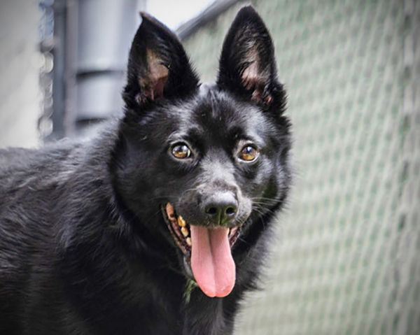 Jack, an adoptable Schipperke in San Diego, CA, 92110 | Photo Image 2