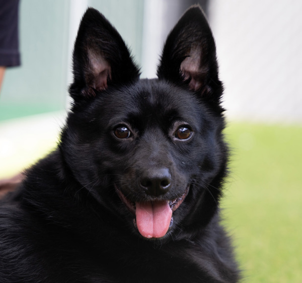 Jack, an adoptable Schipperke in San Diego, CA, 92110 | Photo Image 3