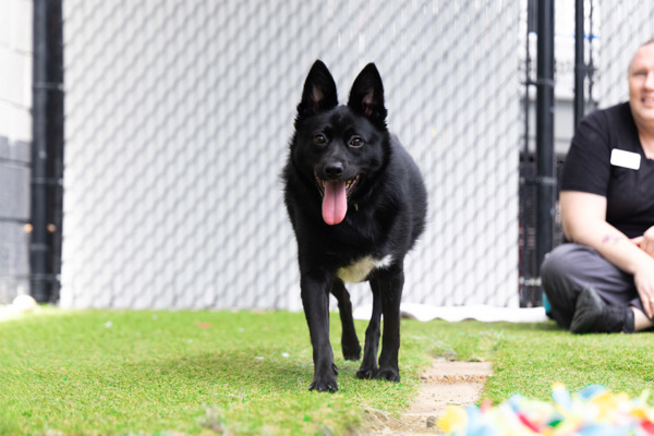 Jack, an adoptable Schipperke in San Diego, CA, 92110 | Photo Image 4