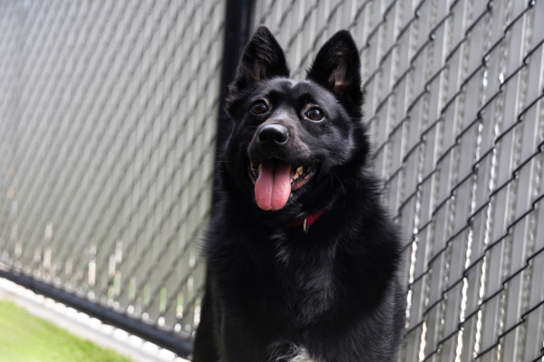 Jack, an adoptable Schipperke in San Diego, CA, 92110 | Photo Image 5