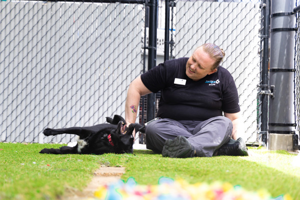 Jack, an adoptable Schipperke in San Diego, CA, 92110 | Photo Image 6