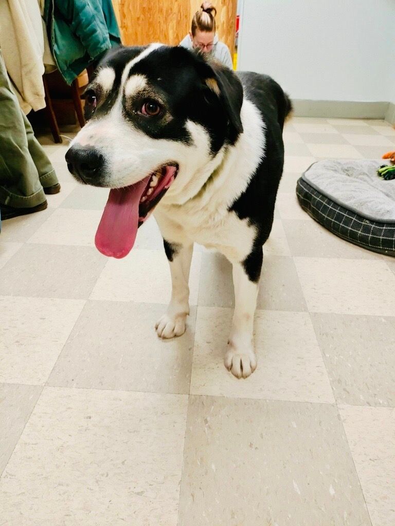 Freda, an adoptable Border Collie in Libby, MT, 59935 | Photo Image 3