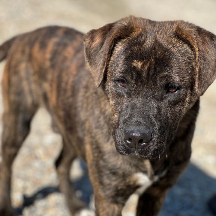 Boxer dutch shepherd store mix