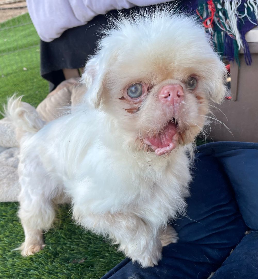 Albino pekingese best sale